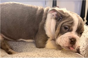 Alyssa - puppy for sale