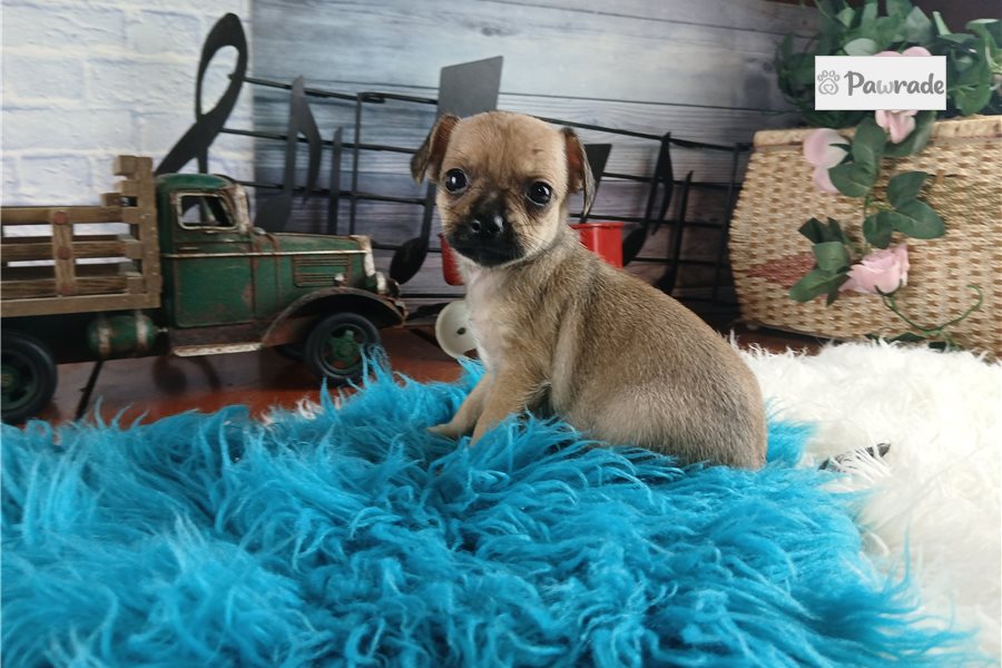 Sedrick - Chihuahua for sale