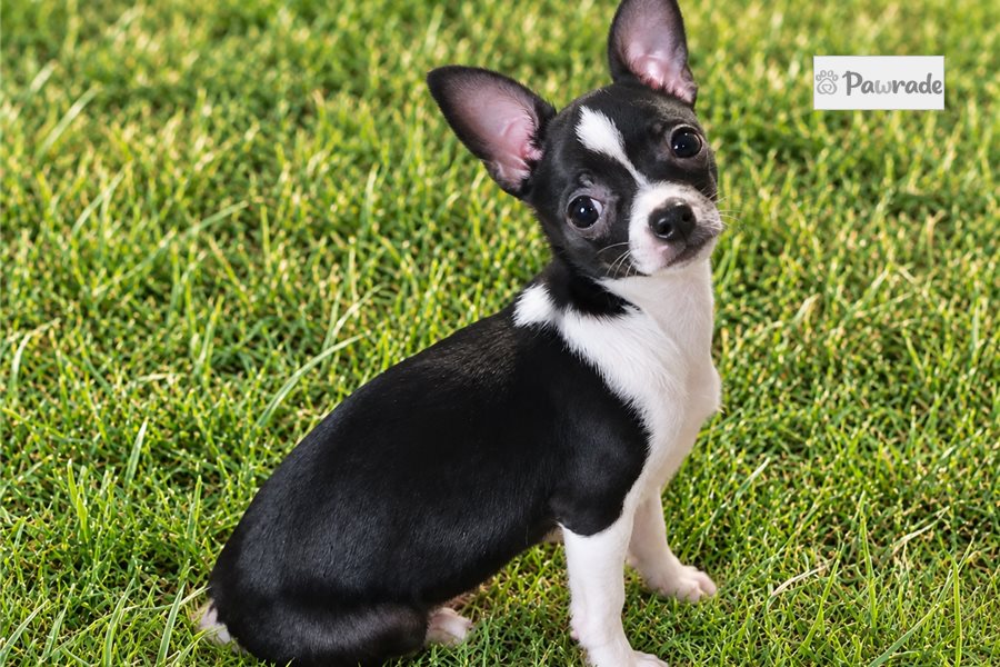Jetta, female Chihuahua puppy for sale