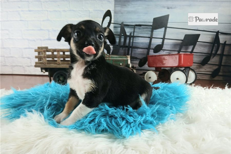 Scotty, male Chihuahua puppy for sale