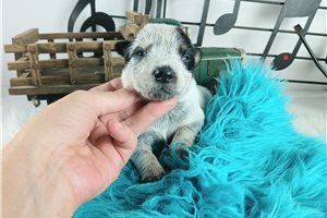 Felix - Australian Cattle Dog/Blue Heeler for sale