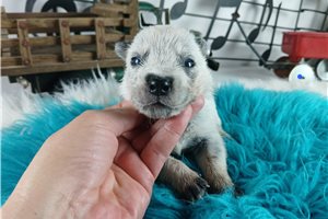 Fernando - Australian Cattle Dog/Blue Heeler for sale