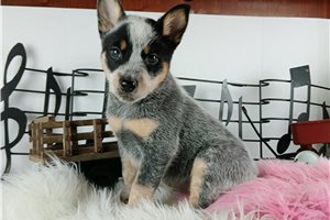 Freya - Australian Cattle Dog/Blue Heeler for sale