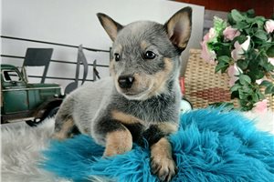 Francisco - Australian Cattle Dog/Blue Heeler for sale