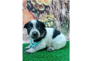 India - Australian Cattle Dog/Blue Heeler for sale