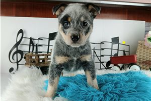 Finn - Australian Cattle Dog/Blue Heeler for sale