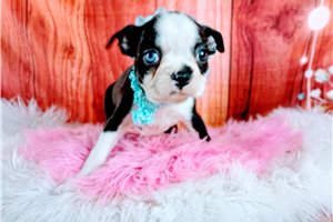 Oakley - Boston Terrier for sale