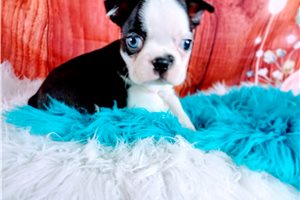 Oliver - Boston Terrier for sale