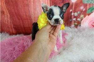 Olivia - Boston Terrier for sale