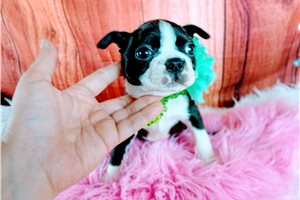 Octavia - Boston Terrier for sale