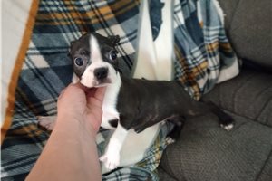 Octavia - Boston Terrier for sale
