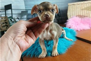 Gill - puppy for sale