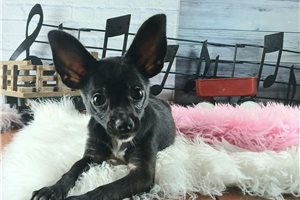 Amelia - Chihuahua for sale