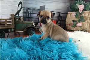 Sedrick - puppy for sale