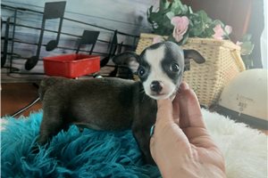 Arlo - Chihuahua for sale