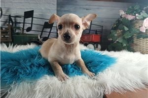 Larkin - Chihuahua for sale