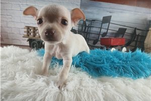 Alfie - puppy for sale