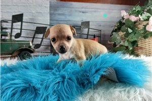 Pint - Chihuahua for sale