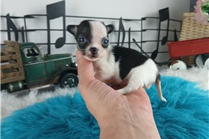 Darvin - puppy for sale