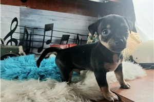 Watson - puppy for sale