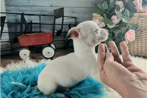 Ollie - Chihuahua for sale