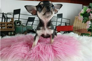 Beanie - Chihuahua for sale