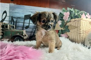 Yvette - Chihuahua for sale