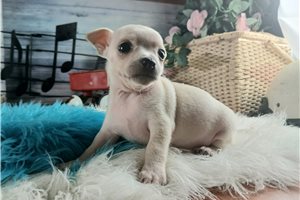Vaughn - puppy for sale