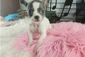 Sylvia - puppy for sale
