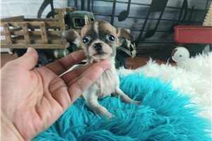 Chance - Chihuahua for sale