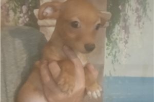 Paige - Chihuahua for sale
