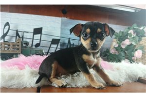 Reagan - puppy for sale