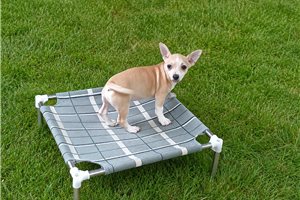 Lava - Chihuahua for sale