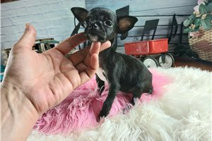 Tyra - Chihuahua for sale