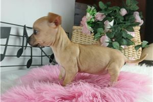 Daylin - Chihuahua for sale