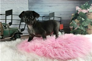 Anastasia - Chihuahua for sale