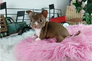 Harper - Chihuahua for sale