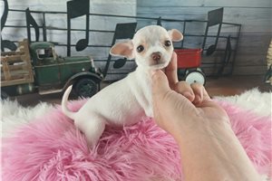 Odessa - puppy for sale