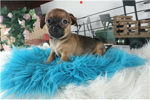 Palmer - Chihuahua for sale