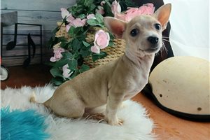 Lava - Chihuahua for sale