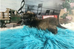 Yuri - Chihuahua for sale