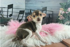 Octavia - puppy for sale