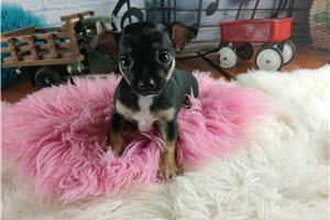 Winnie - Chihuahua for sale
