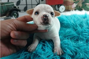 Lars - Chihuahua for sale