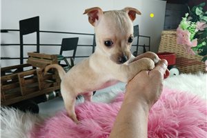 Blondie - Chihuahua for sale
