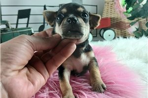 Larissa - Chihuahua for sale
