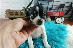 Sebastian - puppy for sale