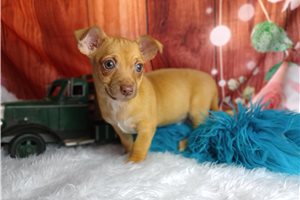 Luther - Chihuahua for sale