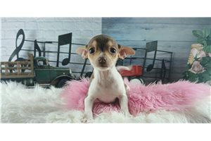 Octavia - Chihuahua for sale