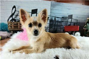 Gina - Chihuahua for sale